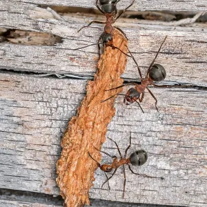Red Wood Ant / Horse Ant (Formica rufa) carries Red Wood Ant / Horse Ant (Formica rufa) carries