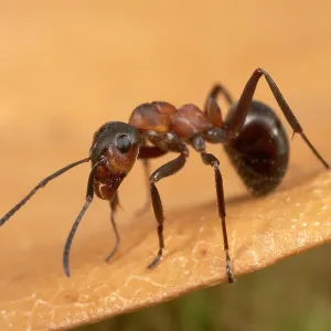 Reddish-brown European Ant - on a dead leaf Reddish-brown European Ant - on a dead leaf