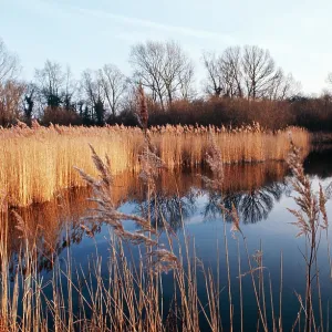 Reed Bed & Pond Reed Bed & Pond