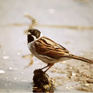 REED BUNTING