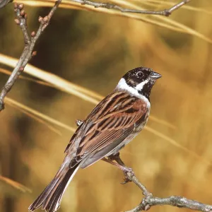 Reed BUNTING - perched on twig Reed BUNTING - perched on twig