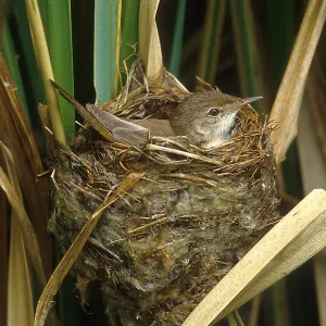 REED WARBLER - female on nest incubating Cuckoo egg