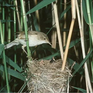 REED WARBLER - at nest in reeds REED WARBLER - at nest in reeds