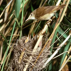 REED WARBLER - at nest with young REED WARBLER - at nest with young