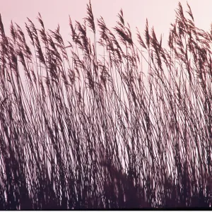 REEDS - in sunset REEDS - in sunset