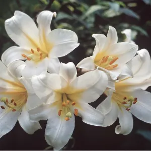 REGALE LILY REGALE LILY
