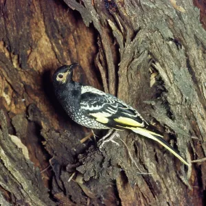 Regent Honeyeater / Honey Eater- on tree trunk Regent Honeyeater / Honey Eater- on tree trunk