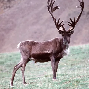 REINDEER / Caribou - On barren ground