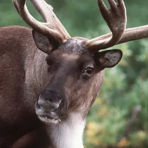 REINDEER / Caribou - stag / male