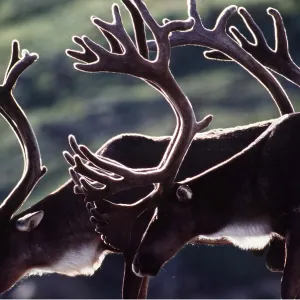 REINDEER / Caribou - stags with antlers in velvet