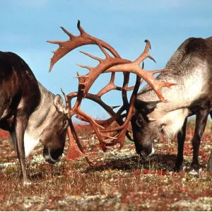 REINDEER / Caribou - two stags fighting