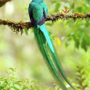 Resplendent Quetzal Resplendent Quetzal