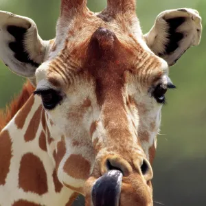 Reticulated Giraffe Reticulated Giraffe