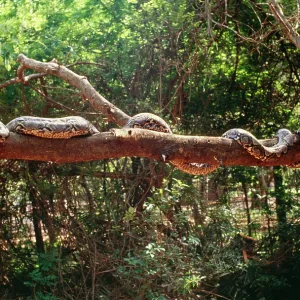 Reticulated Python - longest snake in the world Reticulated Python - longest snake in the world