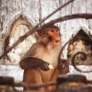 RHESUS MACAQUE MONKEY RHESUS MACAQUE MONKEY