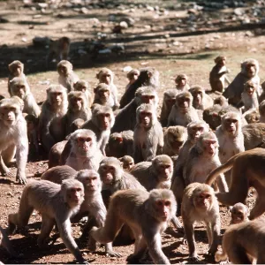 RHESUS MACAQUE MONKEY - troup RHESUS MACAQUE MONKEY - troup