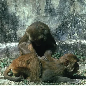 RHESUS MONKEY - pair grooming RHESUS MONKEY - pair grooming