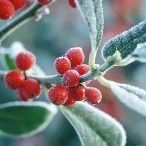 Rimed berries of the holly - Frosted