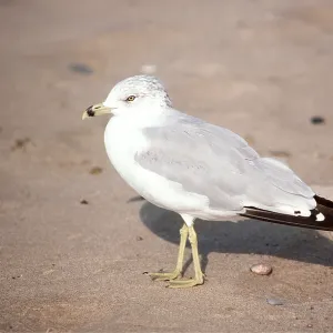 Ring-Billed Gull - adult on beach, side profile