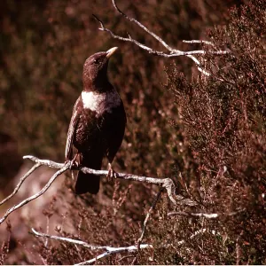 RING OUZEL - perched on branch