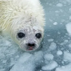 Ring Seal Pup in Ice hole on sea ice Ring Seal Pup in Ice hole on sea ice