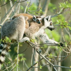 Ring-tailed Lemur - with baby