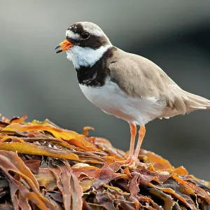 Ringed Plover - Single adult calling from seaweed Ringed Plover - Single adult calling from seaweed