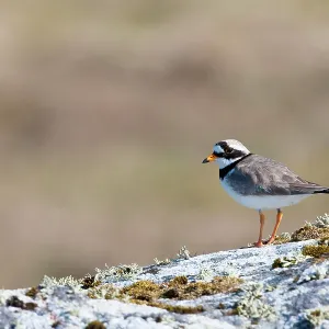 Ringed Plover - Single adult perching on rock Ringed Plover - Single adult perching on rock