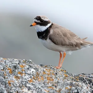 Ringed Plover, - Single adult perching on rock Ringed Plover, - Single adult perching on rock