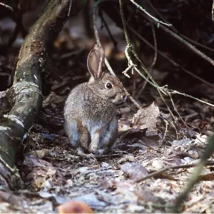 RIPARIAN BRUSH RABBIT RIPARIAN BRUSH RABBIT