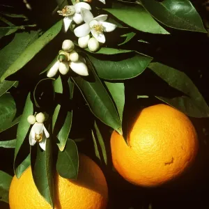 RIPE ORANGES & Blossoms