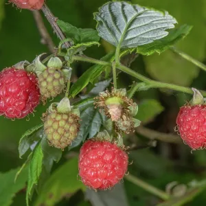 Ripe wild raspberry fruit, Rubus idaeus, in late summer Ripe wild raspberry fruit, Rubus idaeus, in late summer