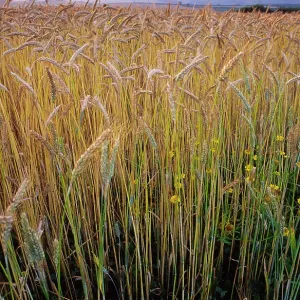 Ripening Wheat and rye hybrid triticale cereal Ripening Wheat and rye hybrid triticale cereal