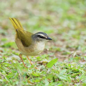 Riverbank Warbler Myiothlypis rivularis Atlantic Riverbank Warbler Myiothlypis rivularis Atlantic