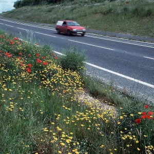 ROADSIDE FLOWERS ROADSIDE FLOWERS