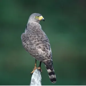 ROADSIDE HAWK - ON POST ROADSIDE HAWK - ON POST