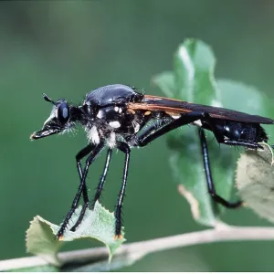 ROBBER FLIES ROBBER FLIES