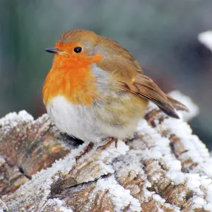 Robin in intensely cold frosty weather, minus 5 Robin in intensely cold frosty weather, minus 5