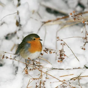 ROBIN - IN SNOW ROBIN - IN SNOW