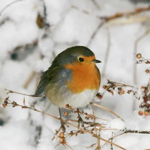 Robin - in snow Robin - in snow