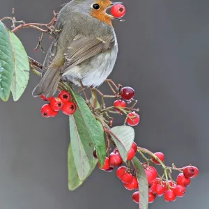 Robin - in winter with large berry in mouth Robin - in winter with large berry in mouth