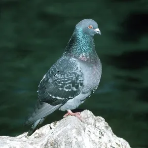 ROCK DOVE / Rock Pigeon / Rock Dove