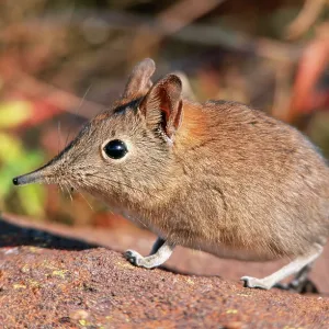Rock Elephant Shrew - sideview Rock Elephant Shrew - sideview