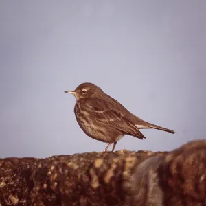ROCK PIPIT - on stone ROCK PIPIT - on stone