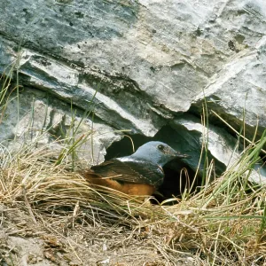 Rock Thrush Rock Thrush