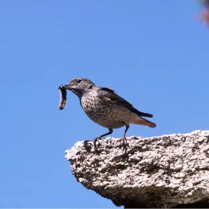 Rock Thrush - Male