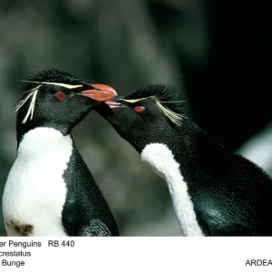 ROCKHOPPER PENGUIN ROCKHOPPER PENGUIN