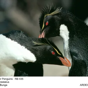 Rockhopper PENGUINS Rockhopper PENGUINS