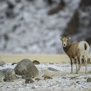 Rocky Mountain Bighorn Sheep kid in snow - Rocky Rocky Mountain Bighorn Sheep kid in snow - Rocky