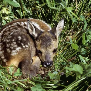 ROE DEER - fawn camouflaged in grass ROE DEER - fawn camouflaged in grass